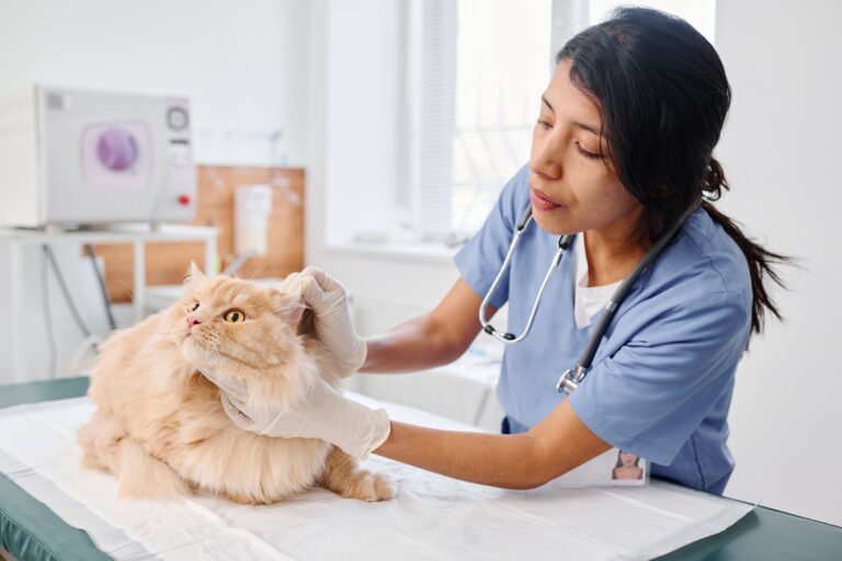 Doctor Checking Cats Ears