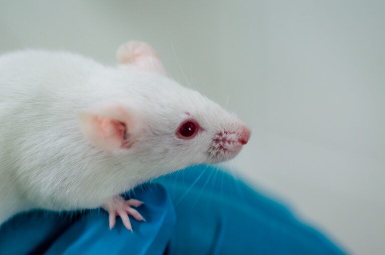Drug testing on laboratory animal mice