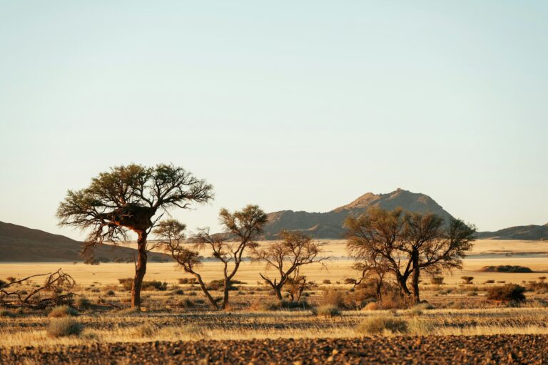 Beautiful trees. Majestic view of amazing landscapes in African desert