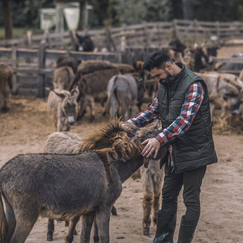 A farmer with his animals at the fram